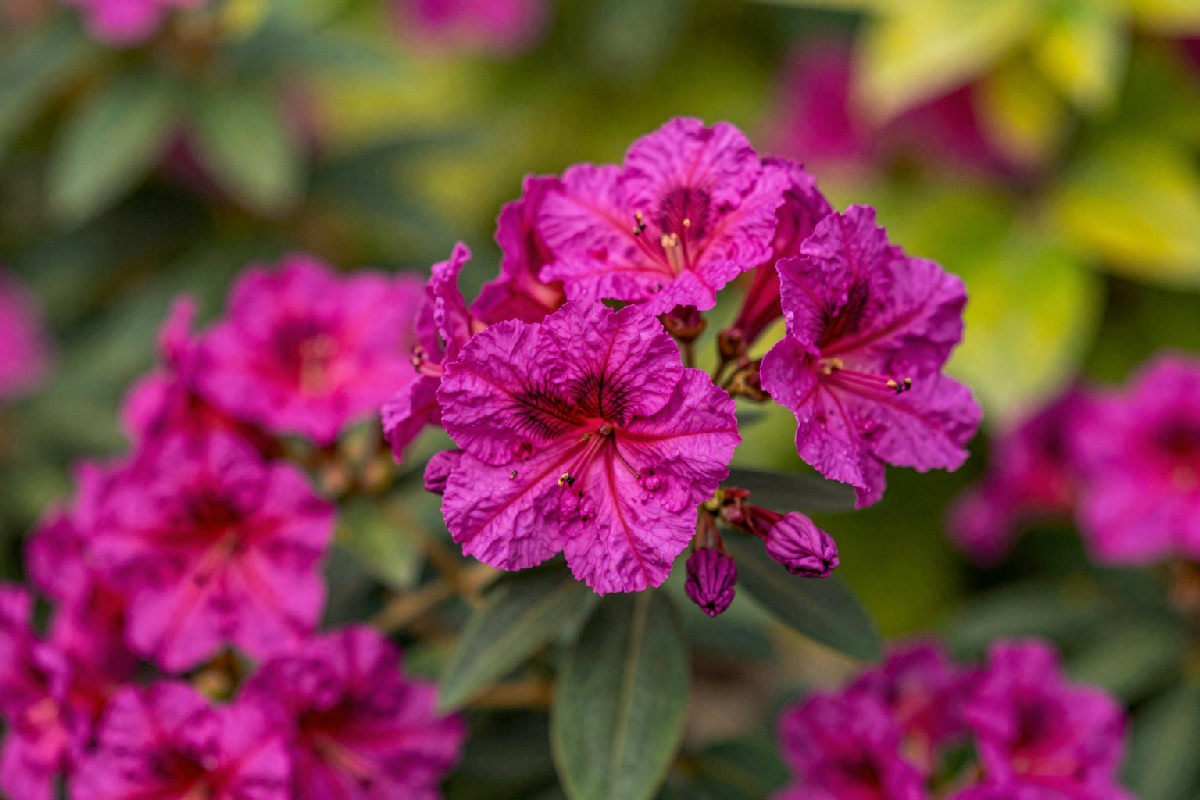 Evita i ristagni d'acqua nel tuo giardino: strategie pratiche per mantenere una boronia sana e rigogliosa