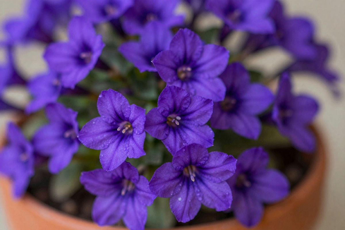 La fioritura della Tradescantia viola acceso è possibile grazie a questa specifica varietà