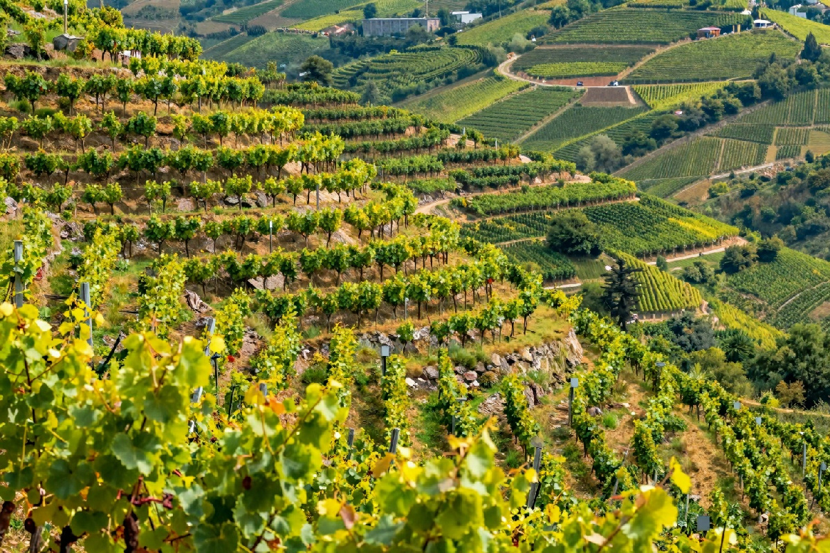 Viticoltura eroica: definizione e significato del vino nelle sue sfide più impegnative